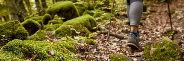 Hiker among the leaf litter